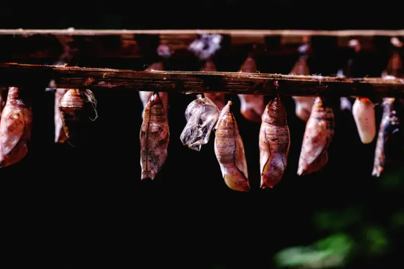 Palenisko do wędzenia